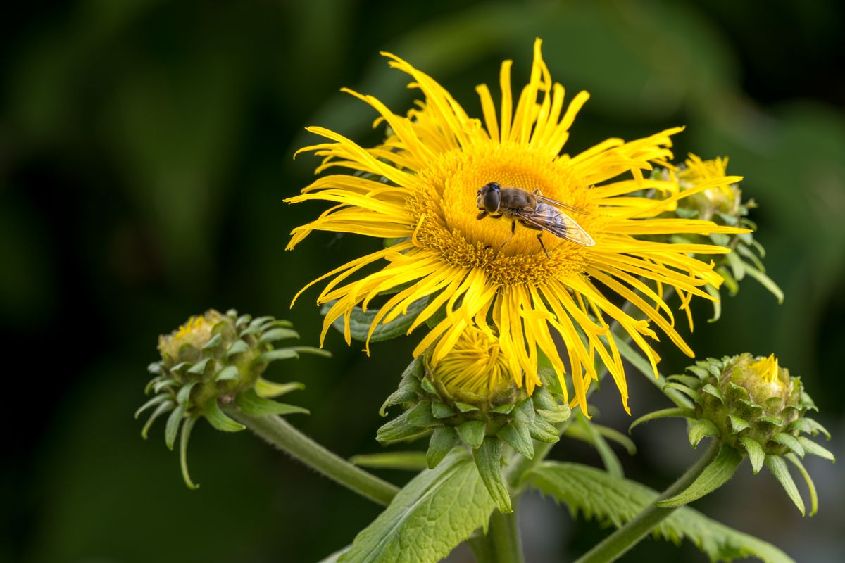 Alant gelbe Blüte mit Biene
