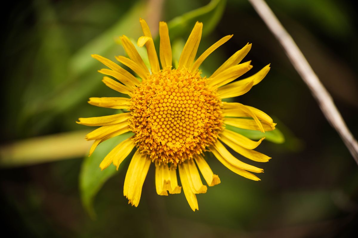Arnika gelbe Blüte Nahaufnahme