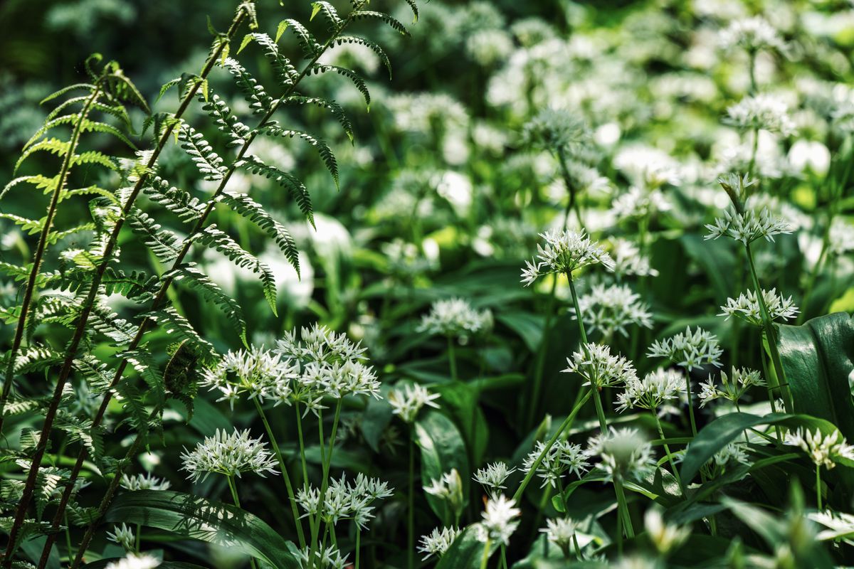 Bärlauch Blüten im Wald
