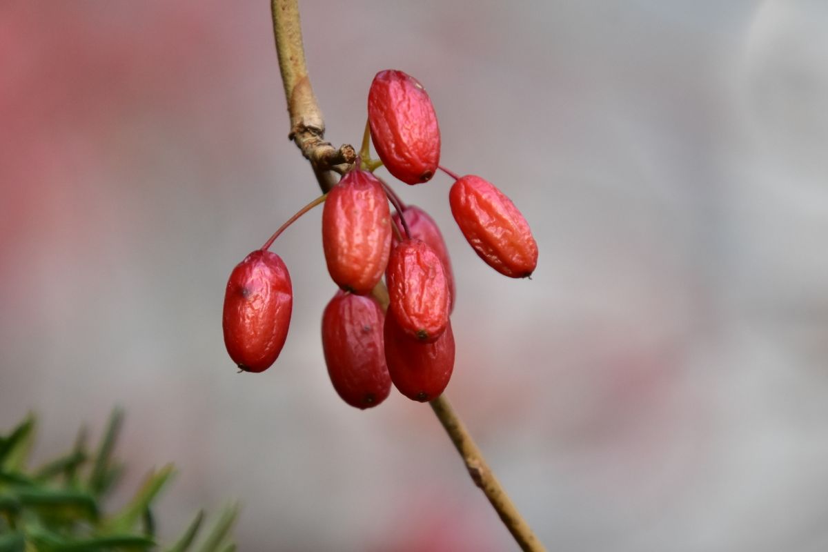 Berberitzen Beeren am Zweig