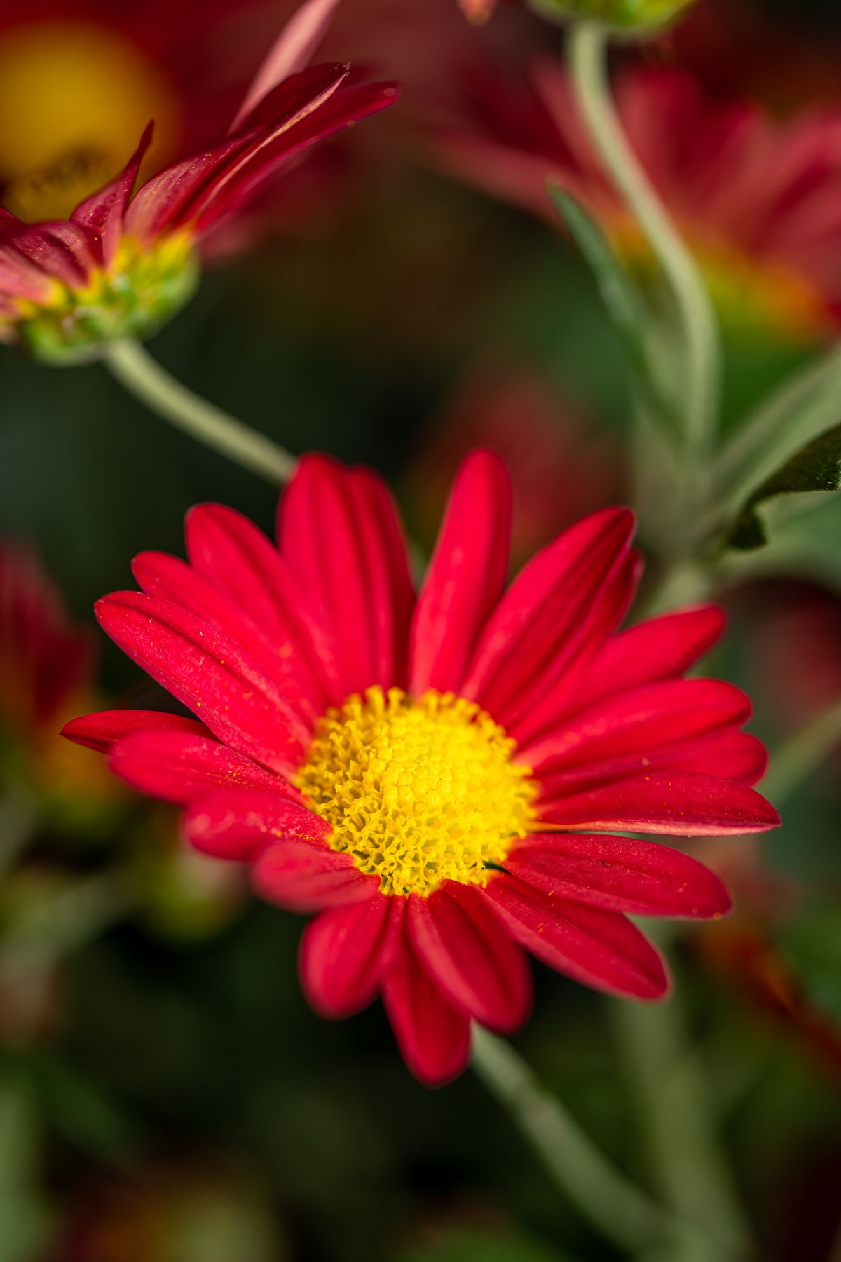 Bertram Blüte bunt