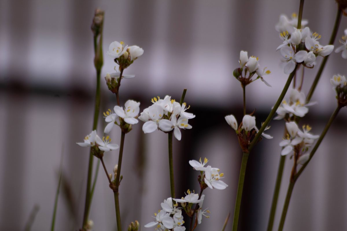 Weiße Blüten Nahaufnahme