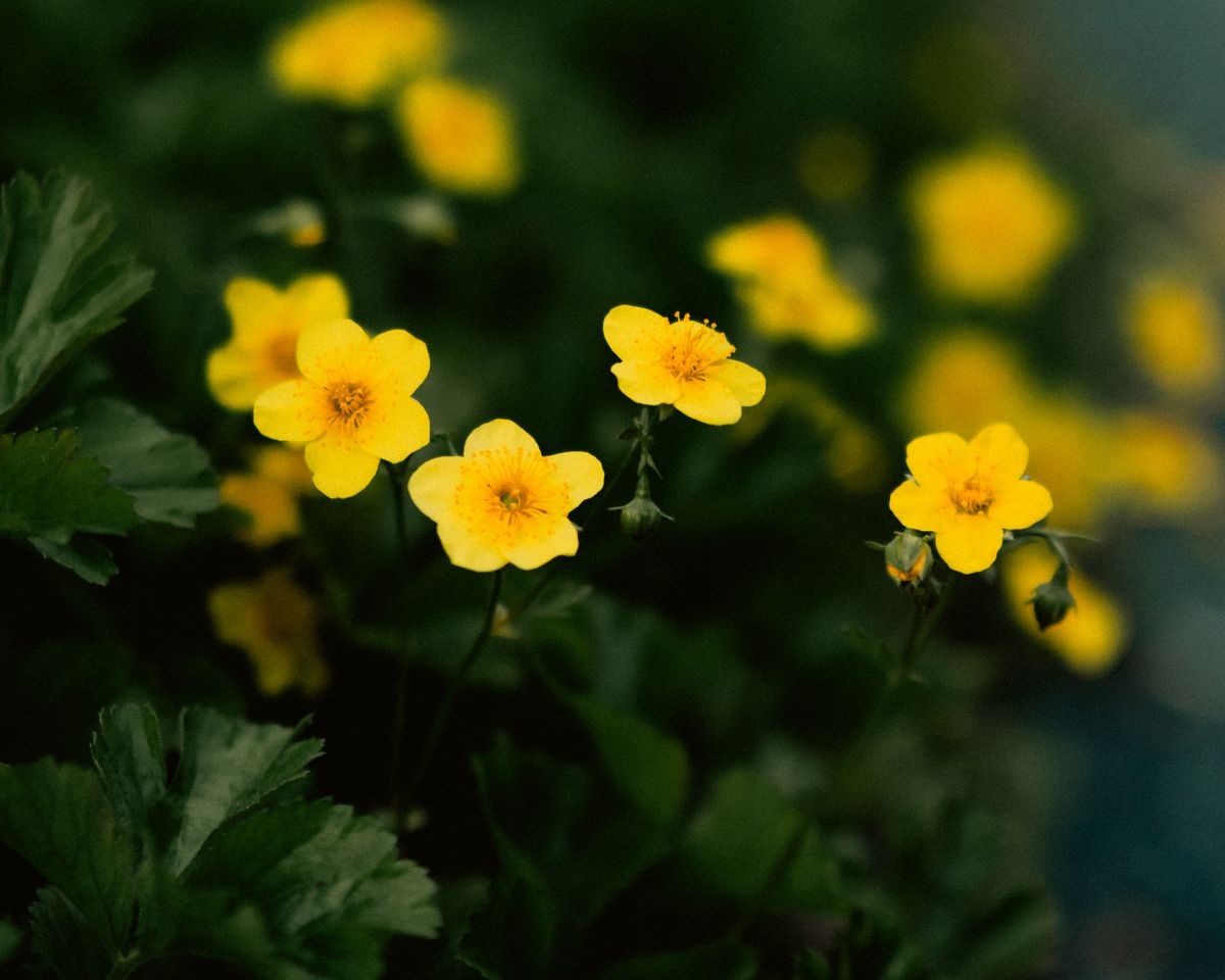 Gelbe Wildblume Nahaufnahme