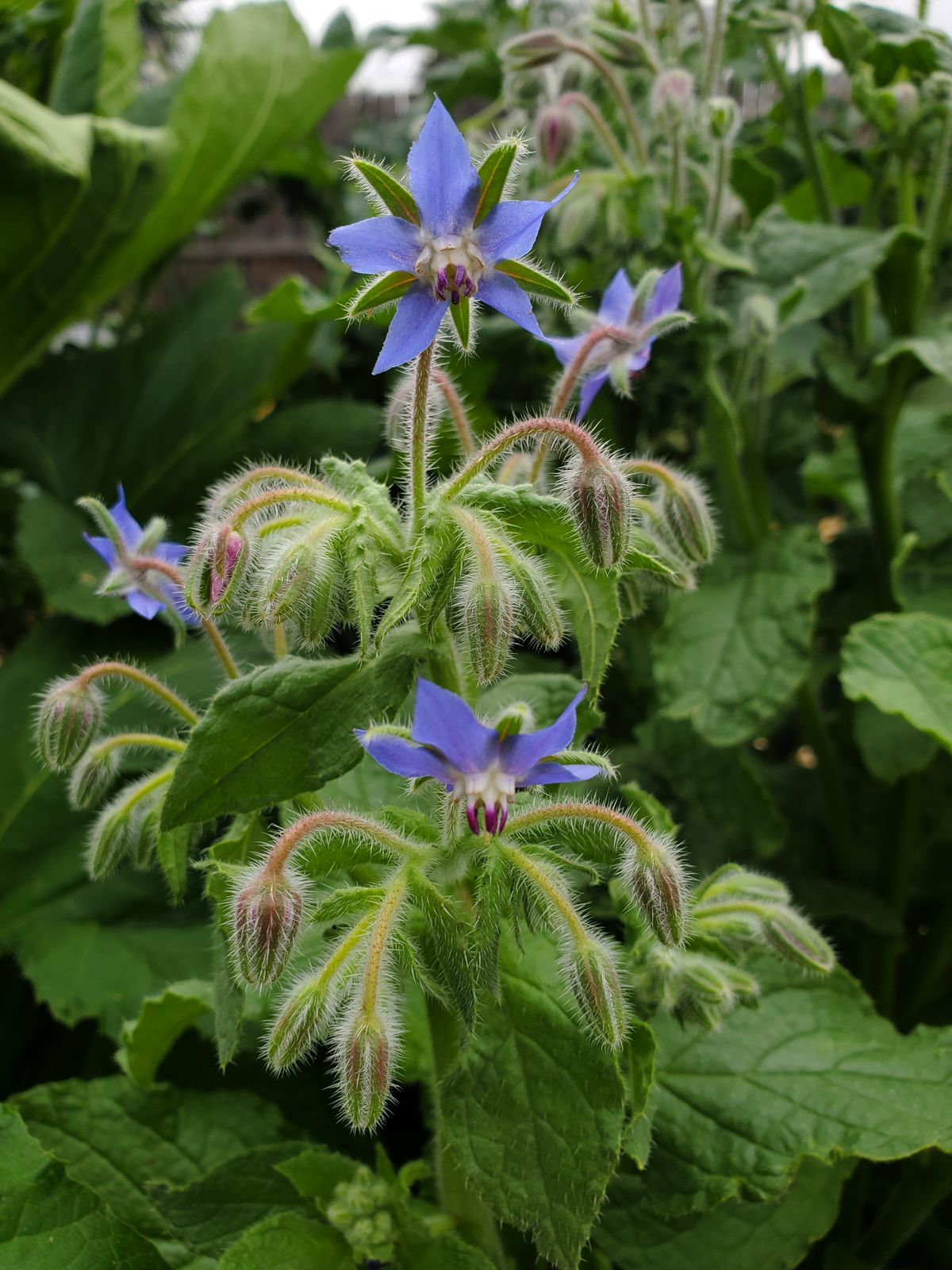 Borretsch blaue Blüte