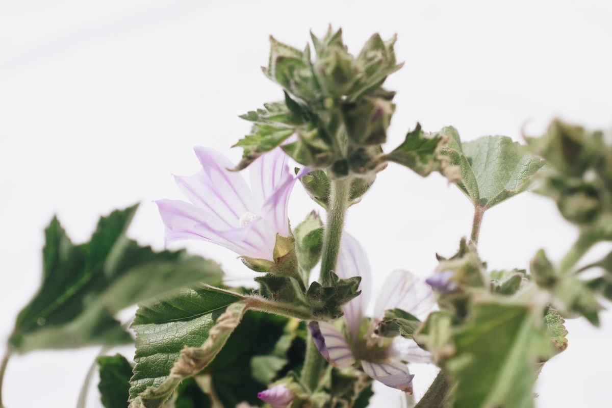 Eibisch lila Blüte