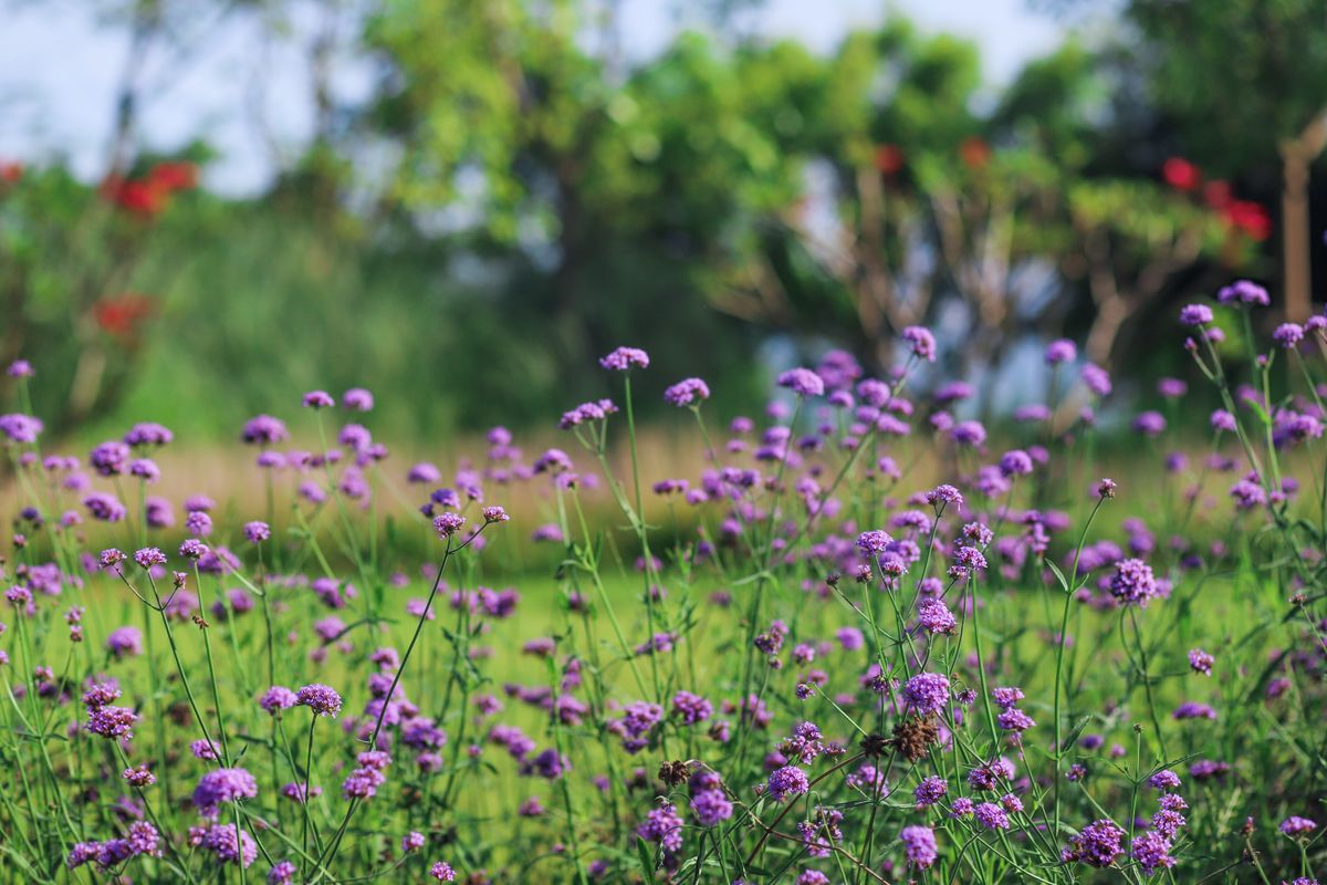 Eisenkraut lila Blüten