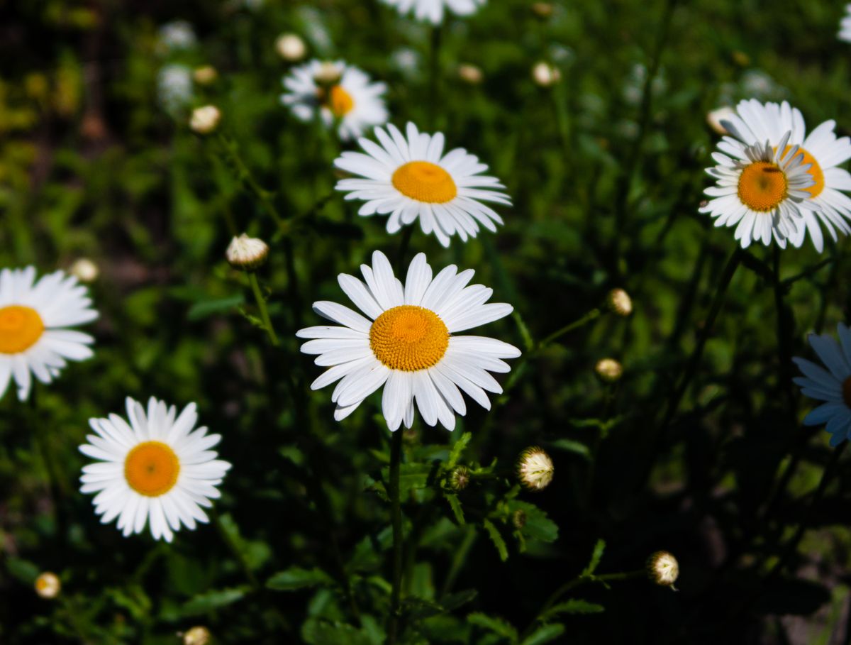 Gänseblümchen weiße Blüten