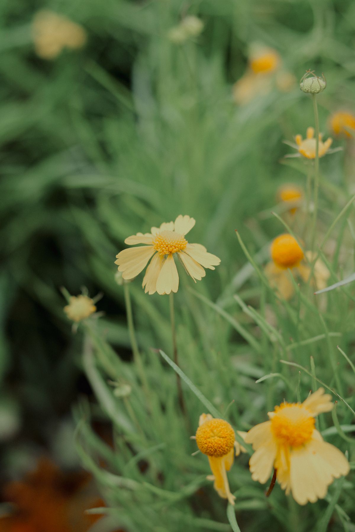 Gelbe Wildblumen Wiese