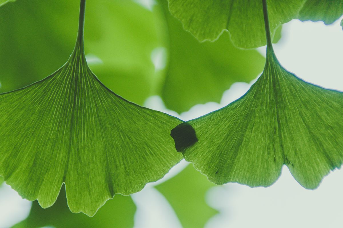 Ginkgo Blätter frisch grün