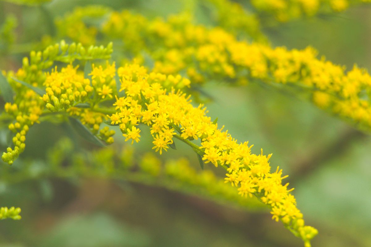 Goldrute Blüten leuchtend gelb