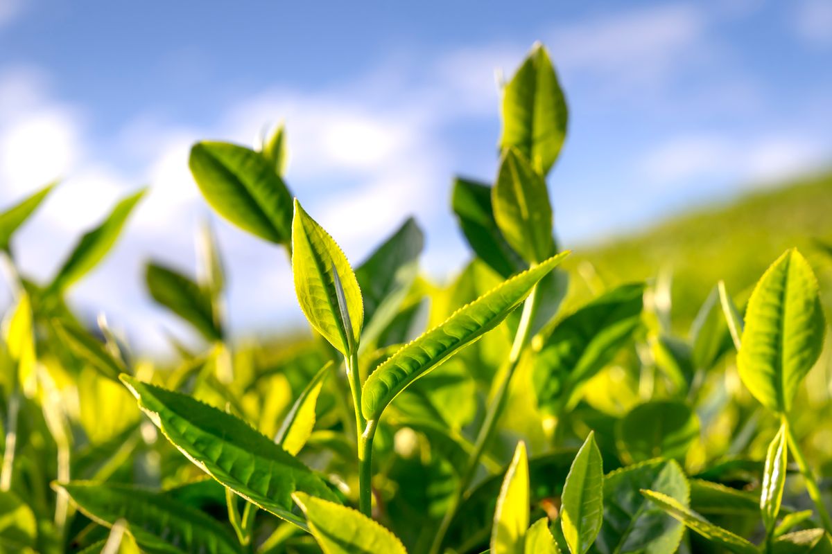 Grüner Tee Blätter in Sonnenlicht