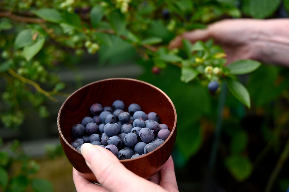Frische Blaubeeren in Schale