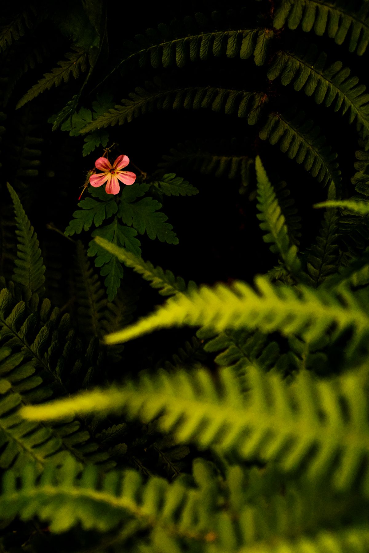 Wildkraut Blüte im Wald