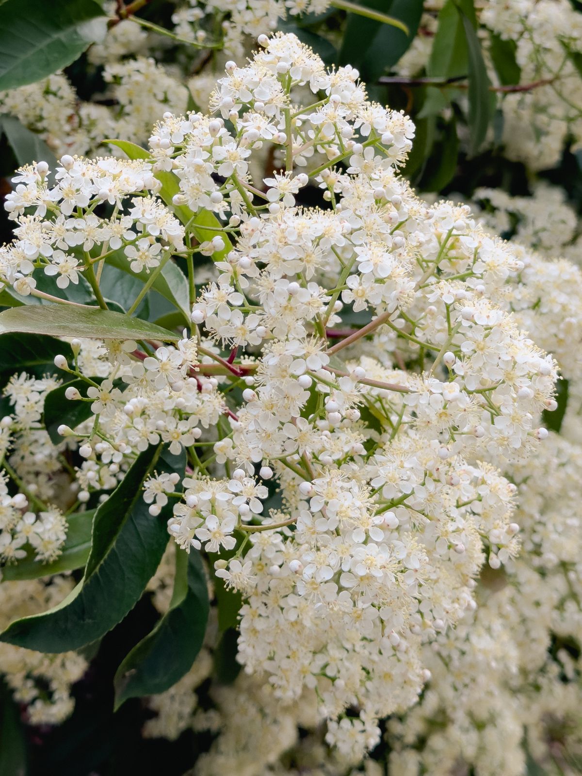 Holunderblüten weiß in Blüte