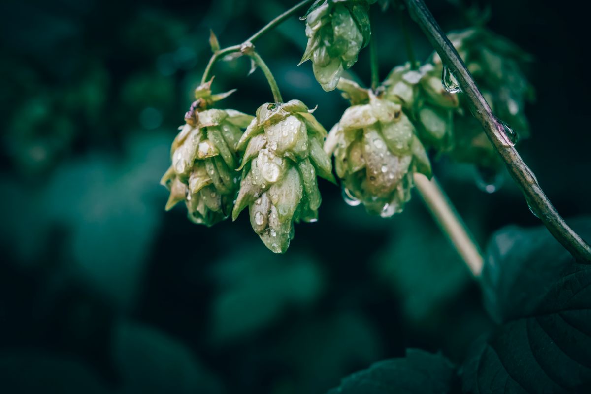 Frische Hopfendolden mit Tautropfen