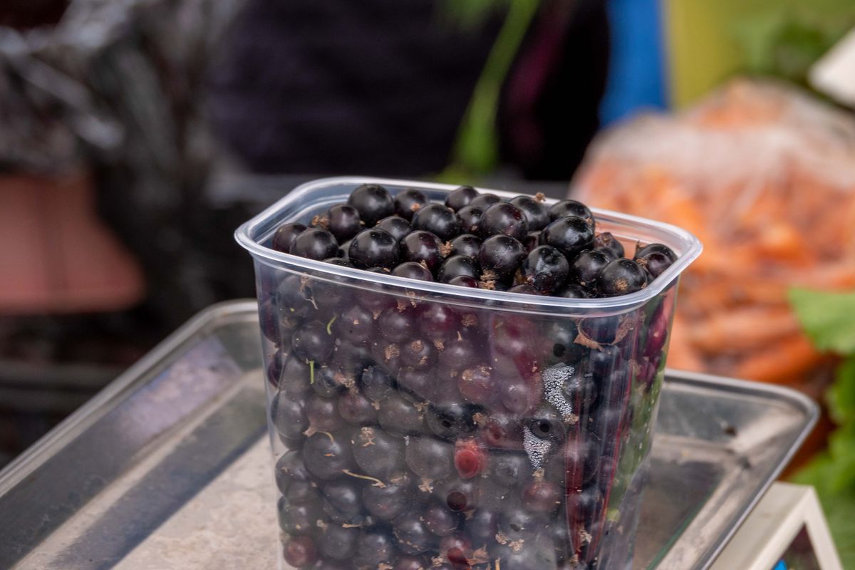 Frische schwarze Johannisbeeren