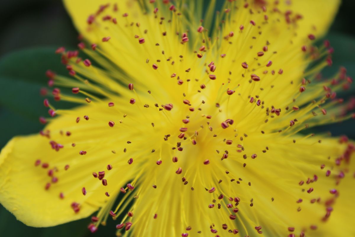 Johanniskraut gelbe Blüte