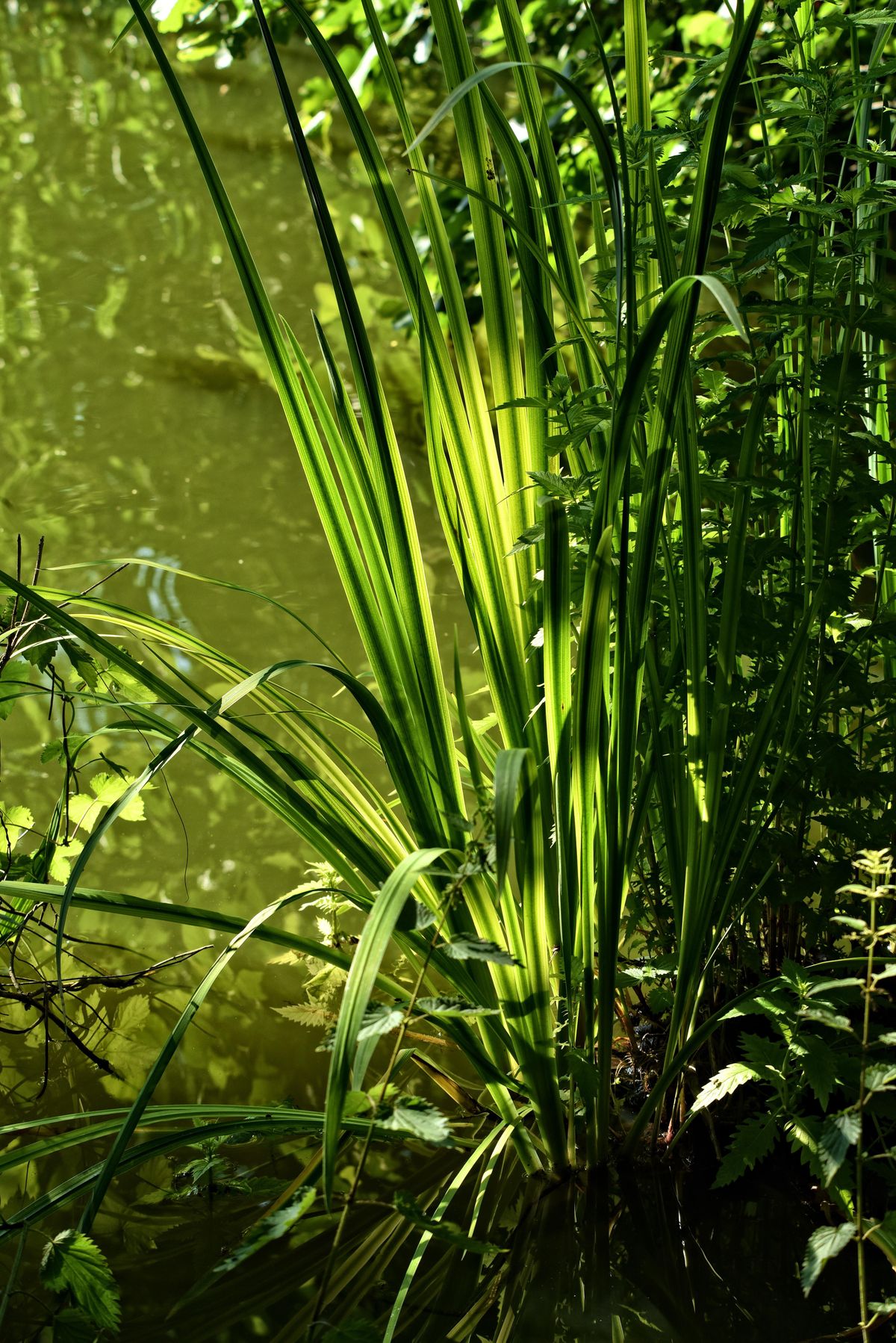 Schilfpflanze am Wasser