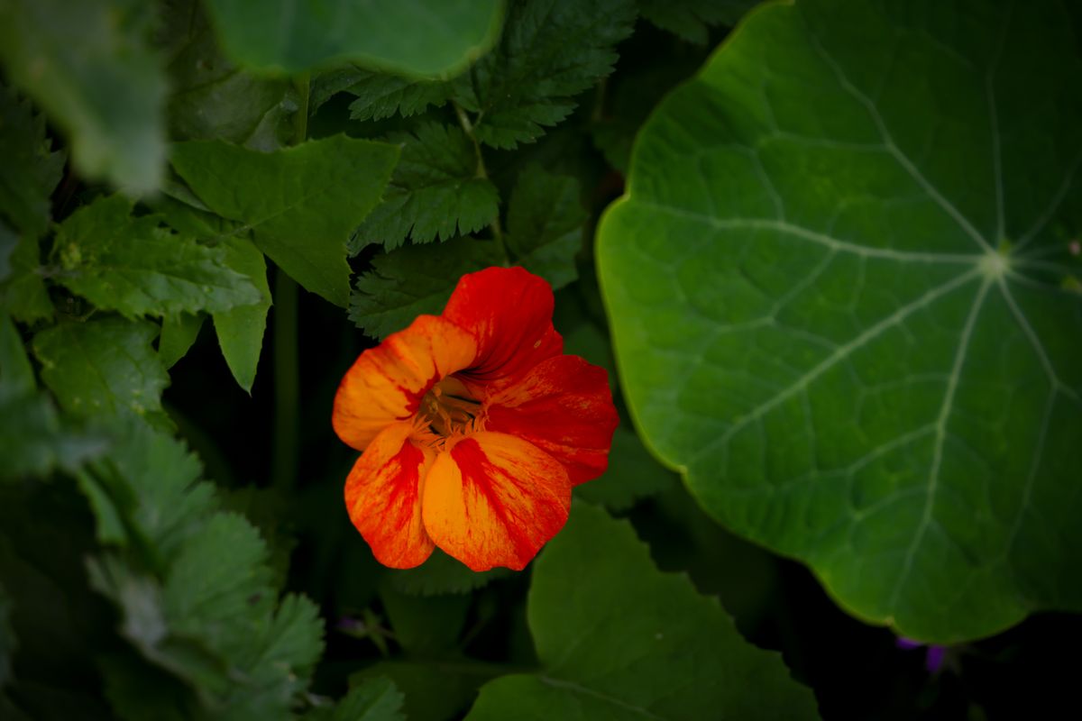 Kapuzinerkresse orange Blüte