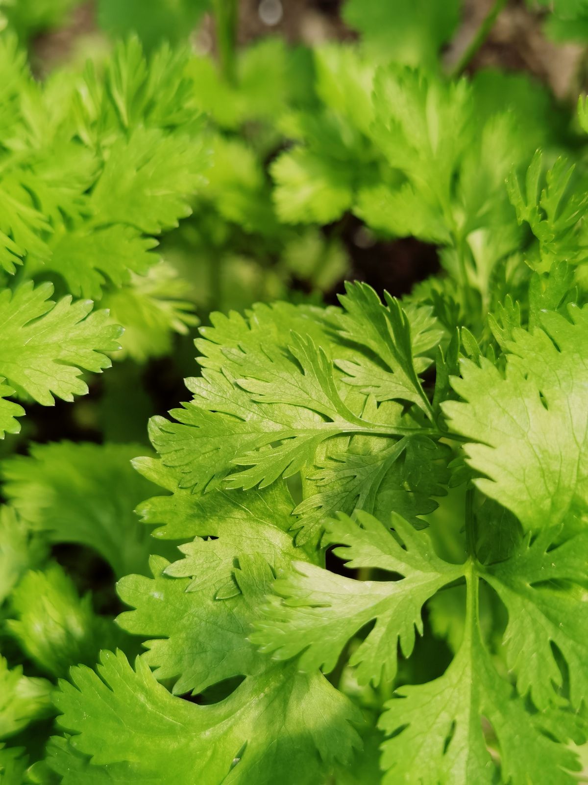 Frische Korianderblätter