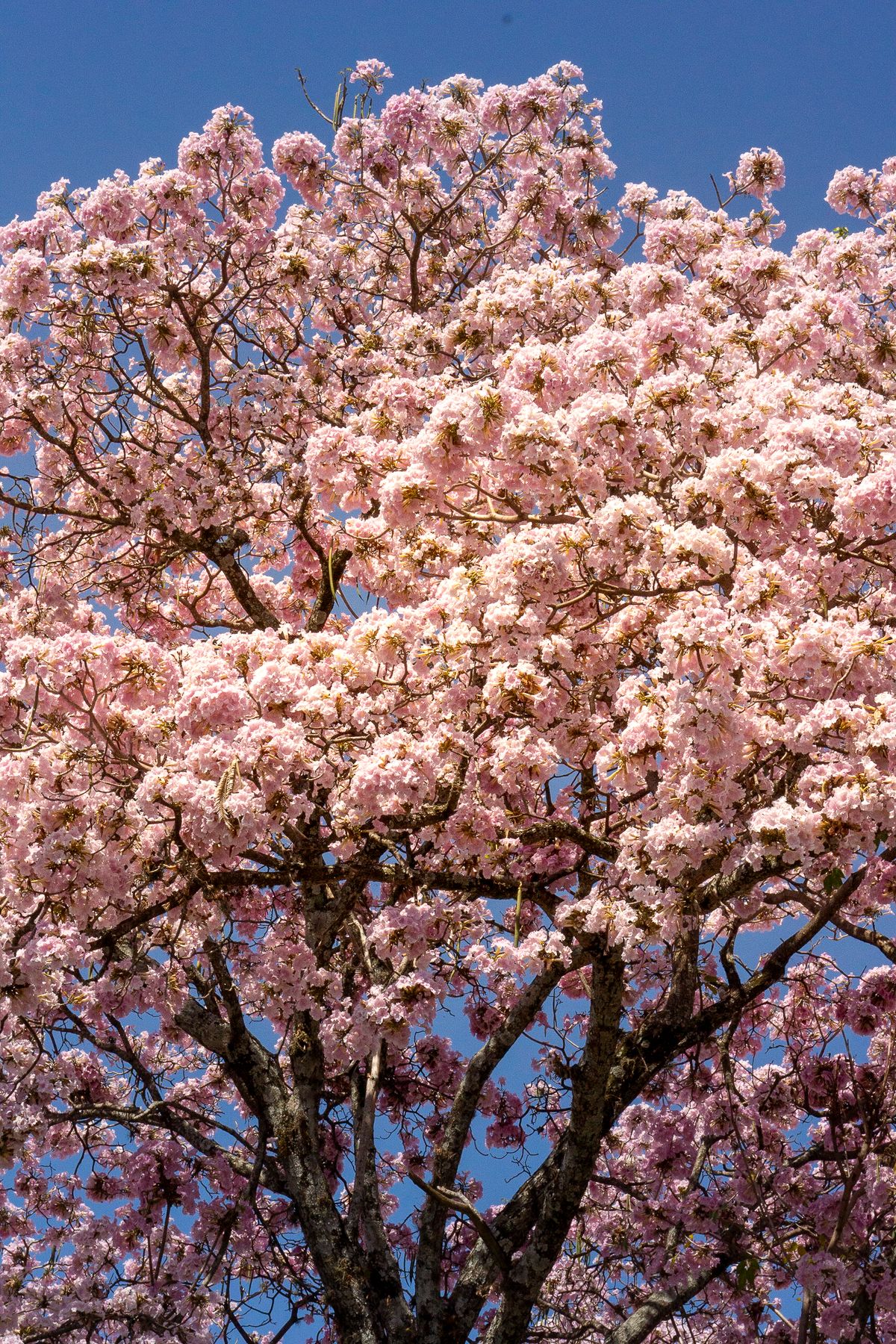 Lapacho Baum Blüten