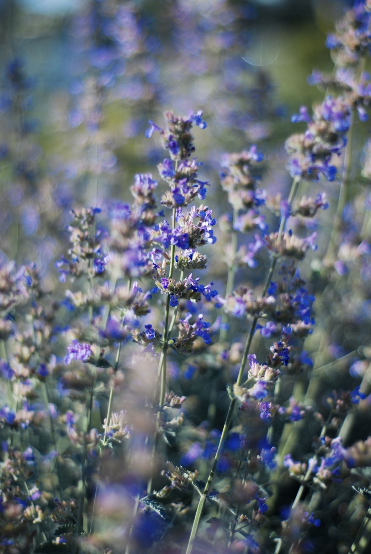 Lavendelfeld in voller Blüte