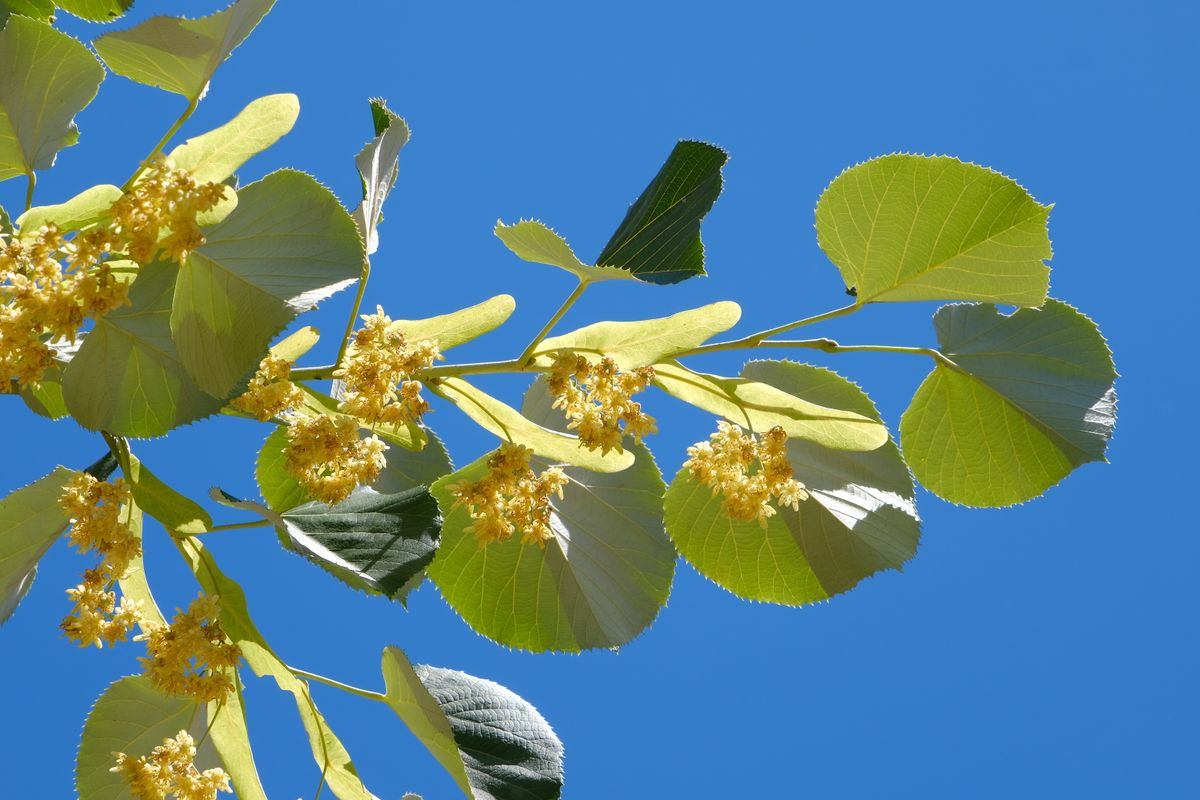 Lindenblüten vor blauem Himmel
