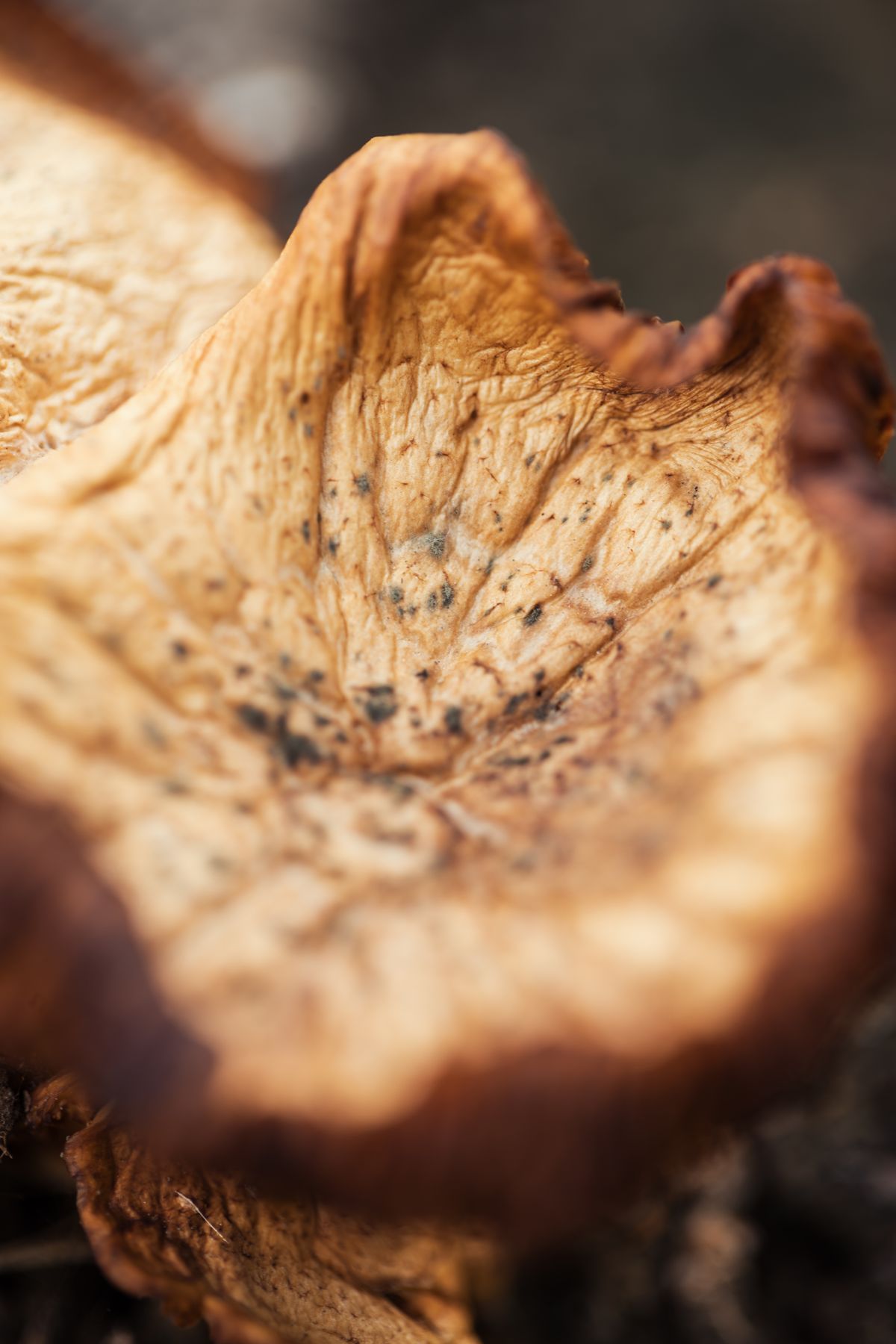 Löwenmähne Pilz Nahaufnahme