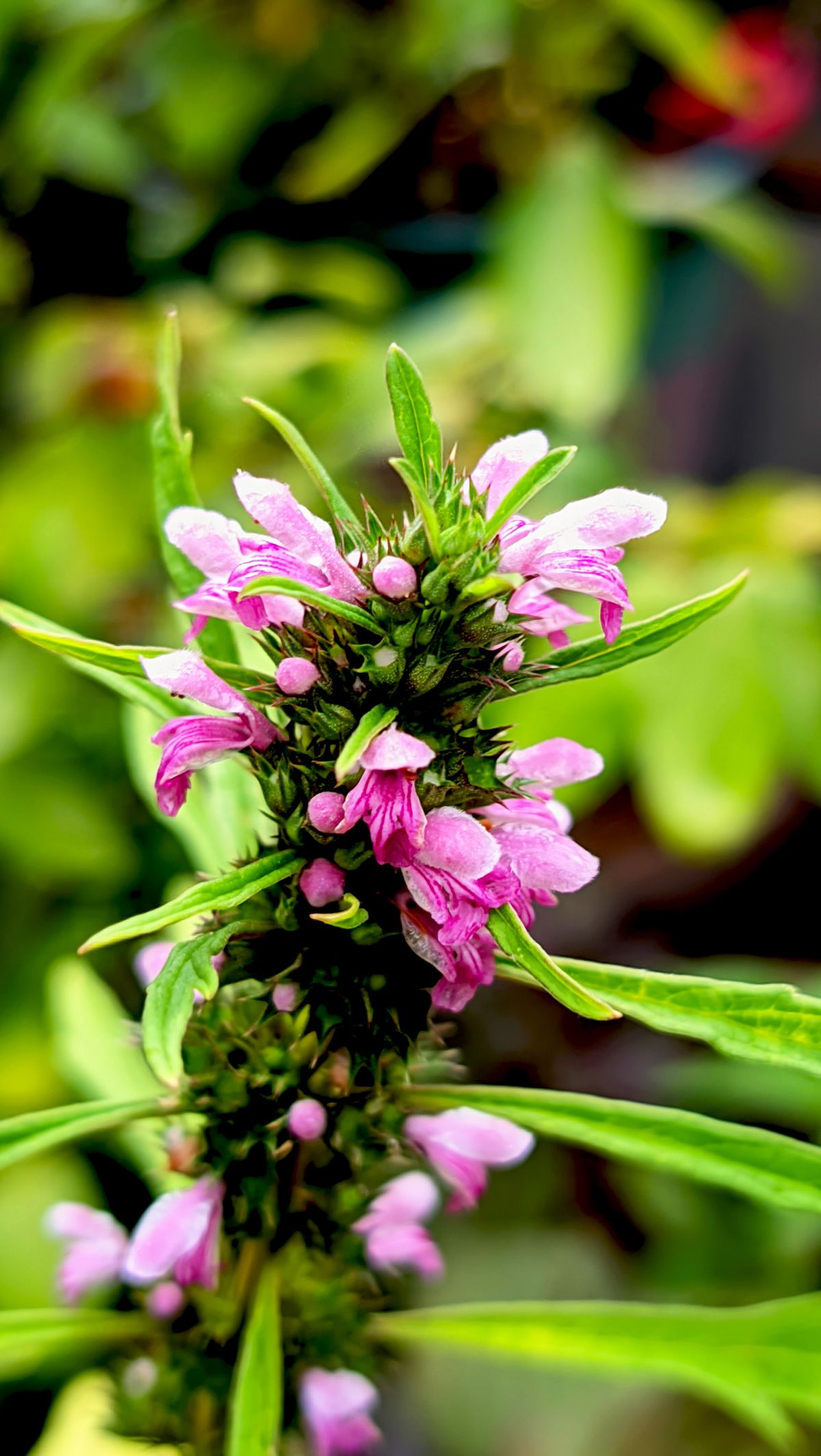 Löwenschwanz Blüte rosa