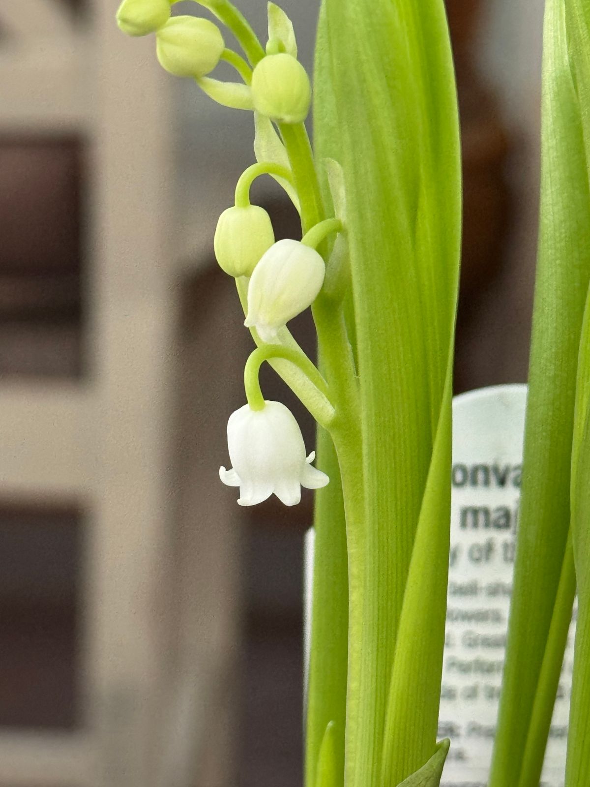 Maiglöckchen Blüte Nahaufnahme