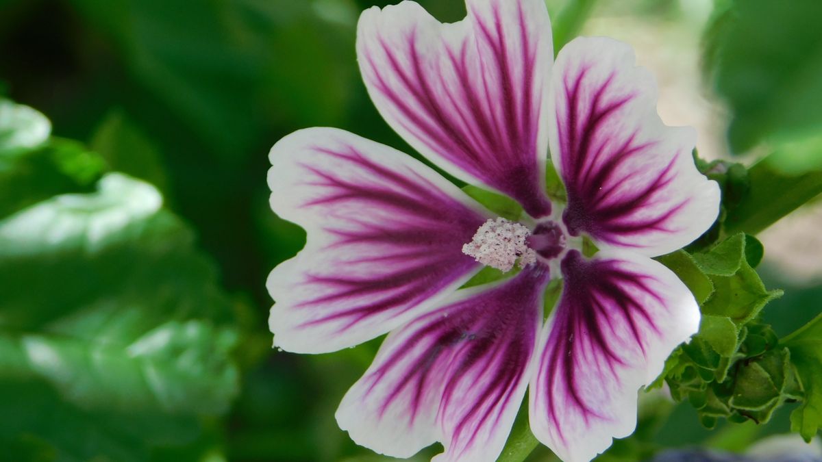 Malve Blüte lila-weiß