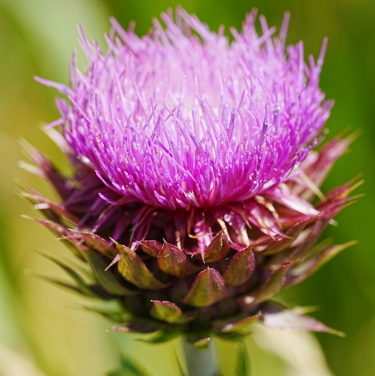Mariendistel Blüte lila Nahaufnahme
