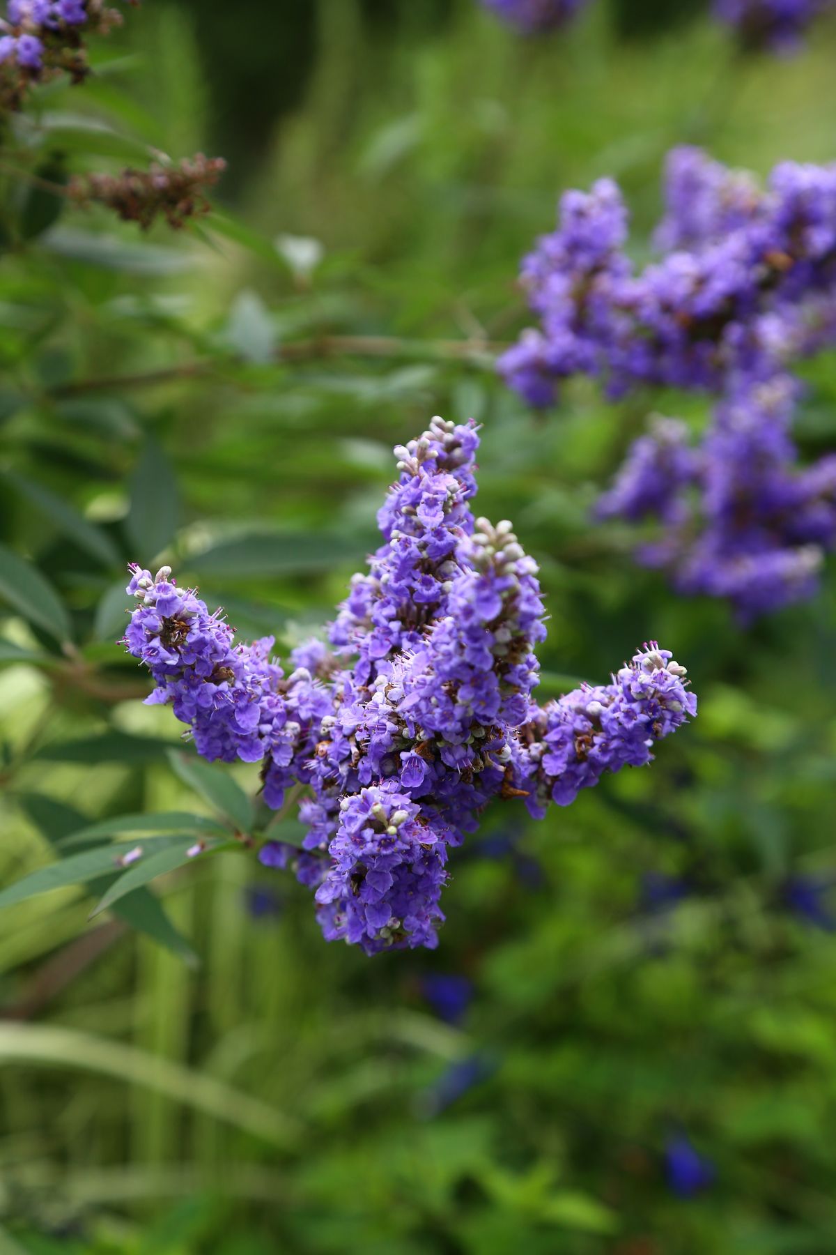 Lila Blüten Nahaufnahme