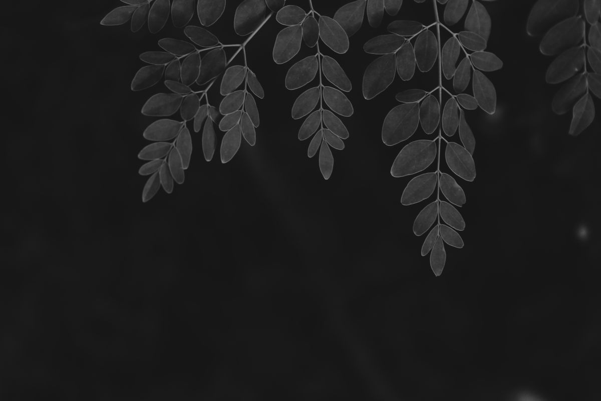 Moringa Blätter Nahaufnahme