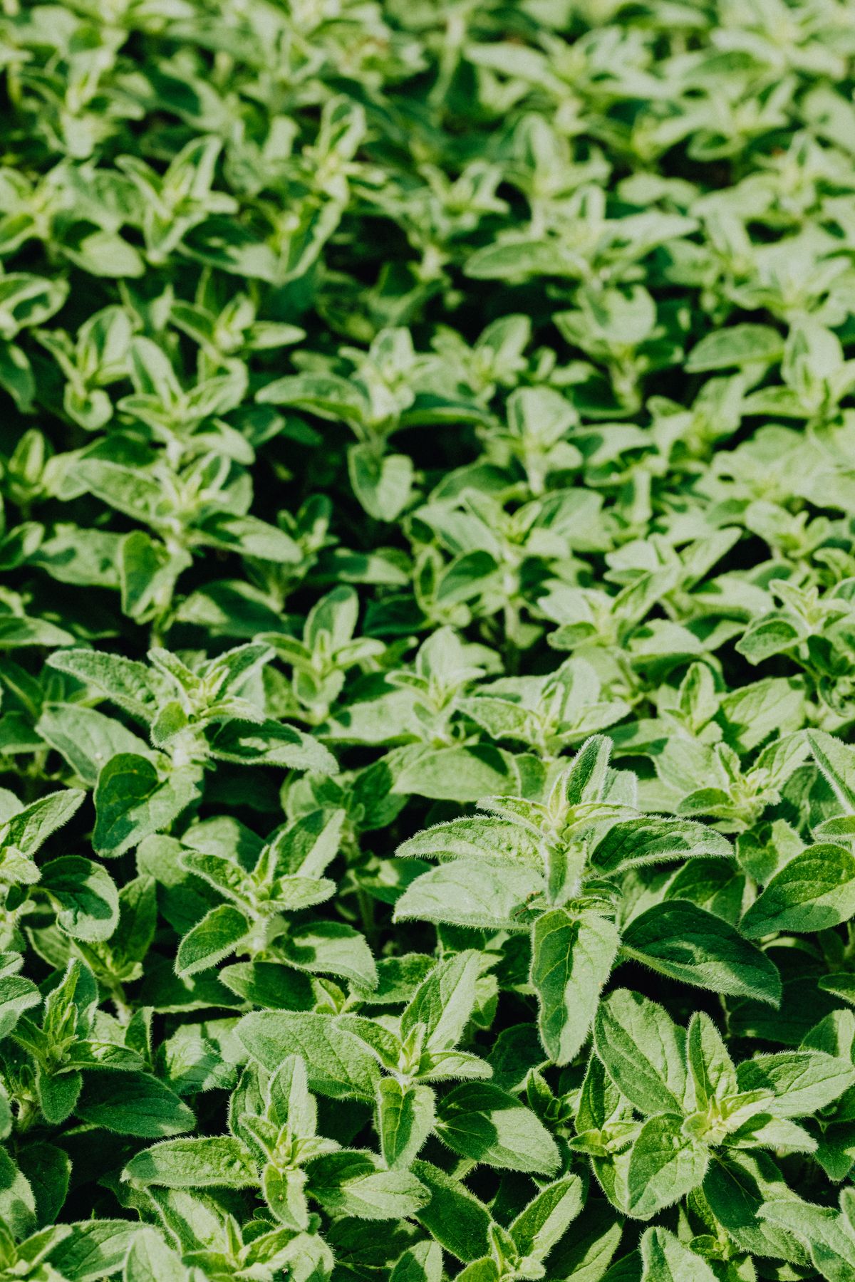 Oregano Blätter frisch
