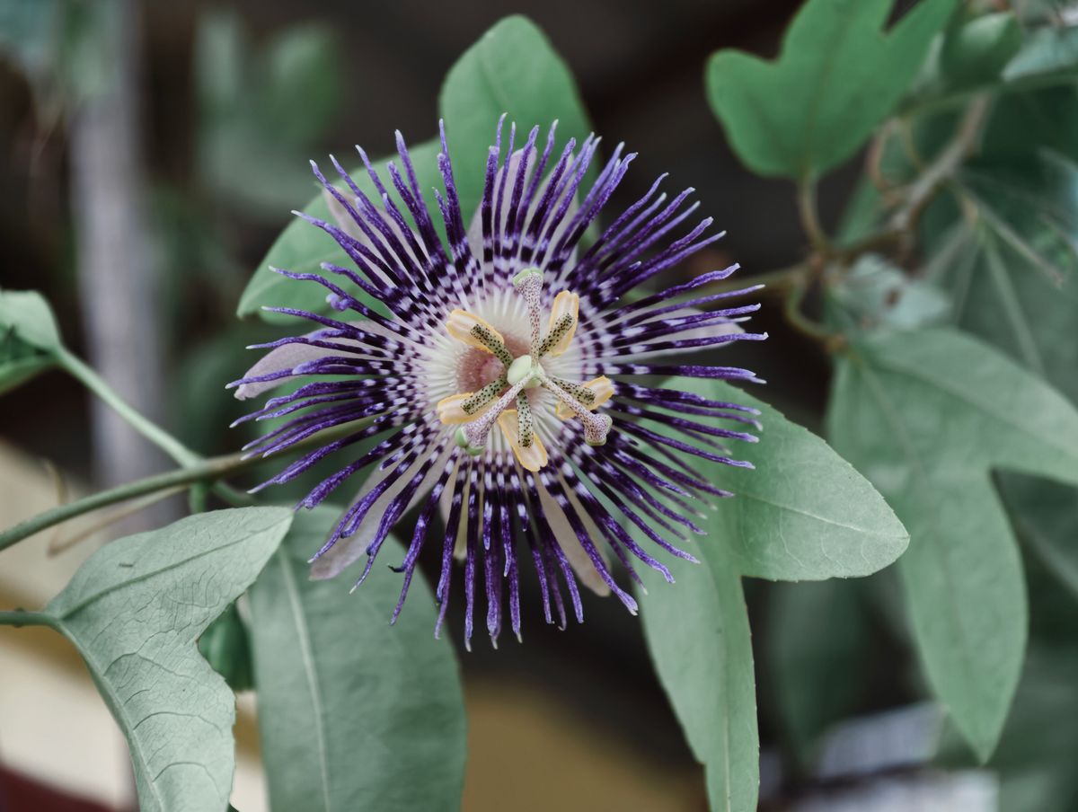 Passionsblume lila Nahaufnahme