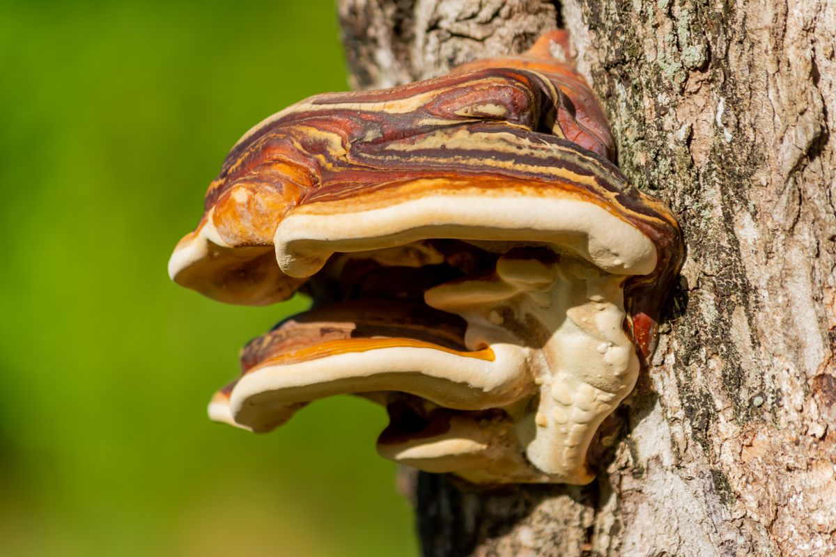 Ganoderma Pilz am Baumstamm