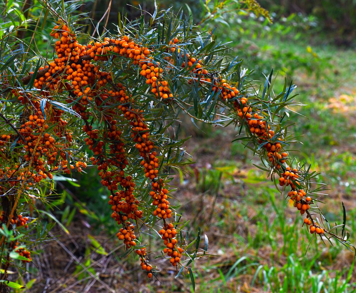 Sanddorn Zweig mit orangen Beeren