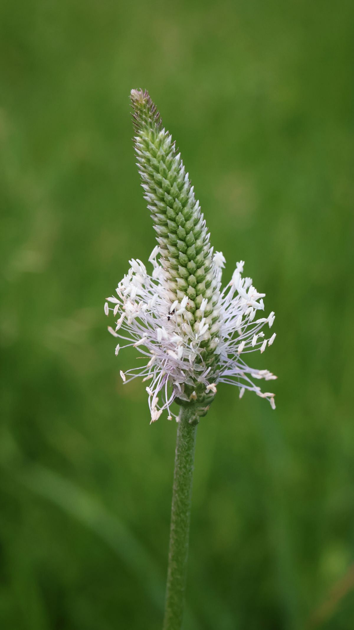 Spitzwegerich Blüte Nahaufnahme