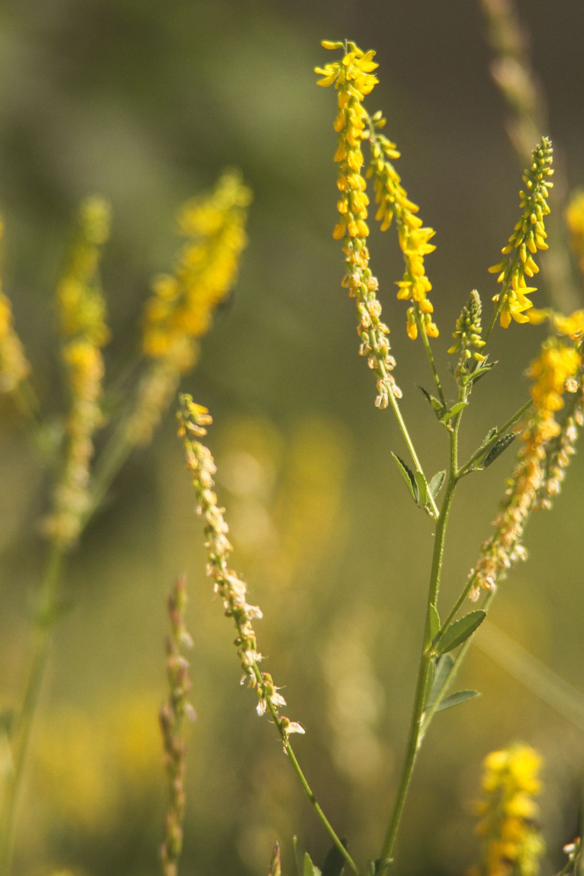 Steinklee gelbe Blüten Nahaufnahme