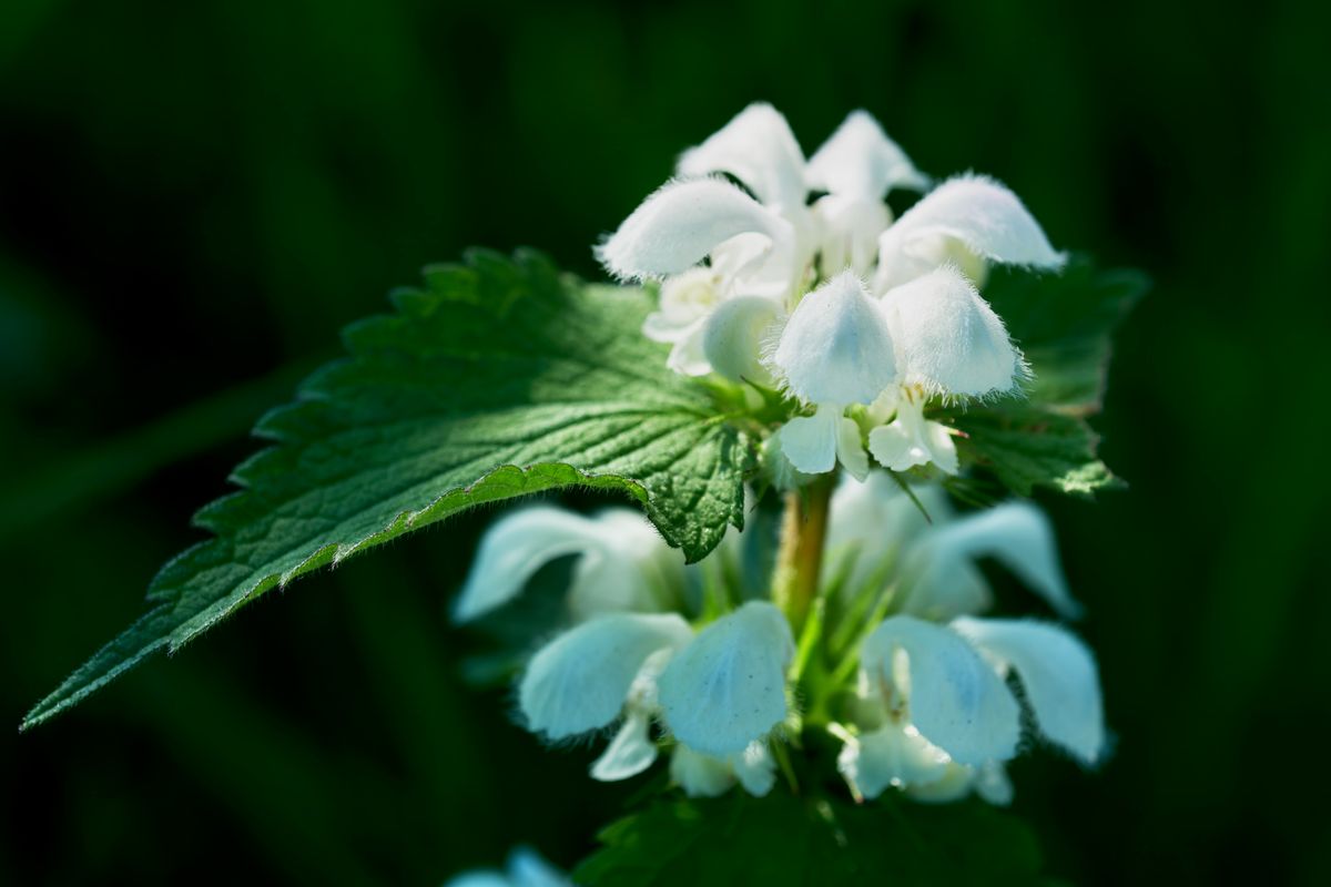 Weiße Taubnessel Blüte Nahaufnahme