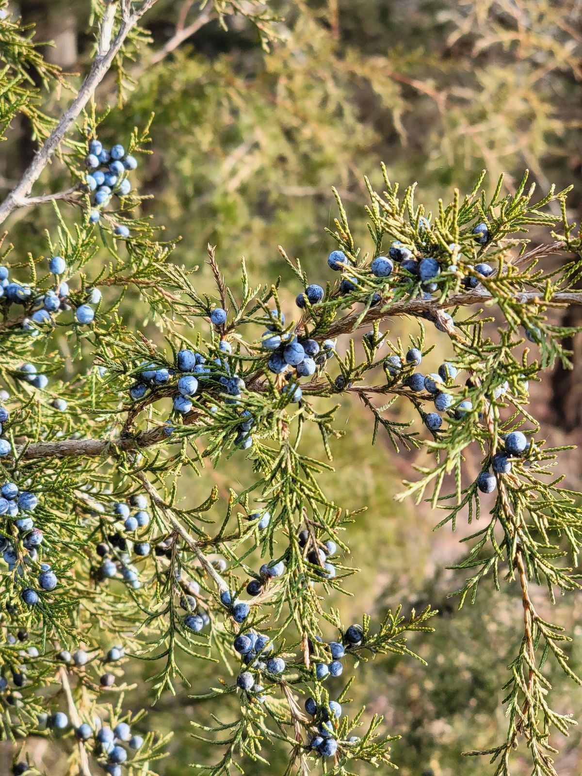 Wacholderbeeren blau am Zweig