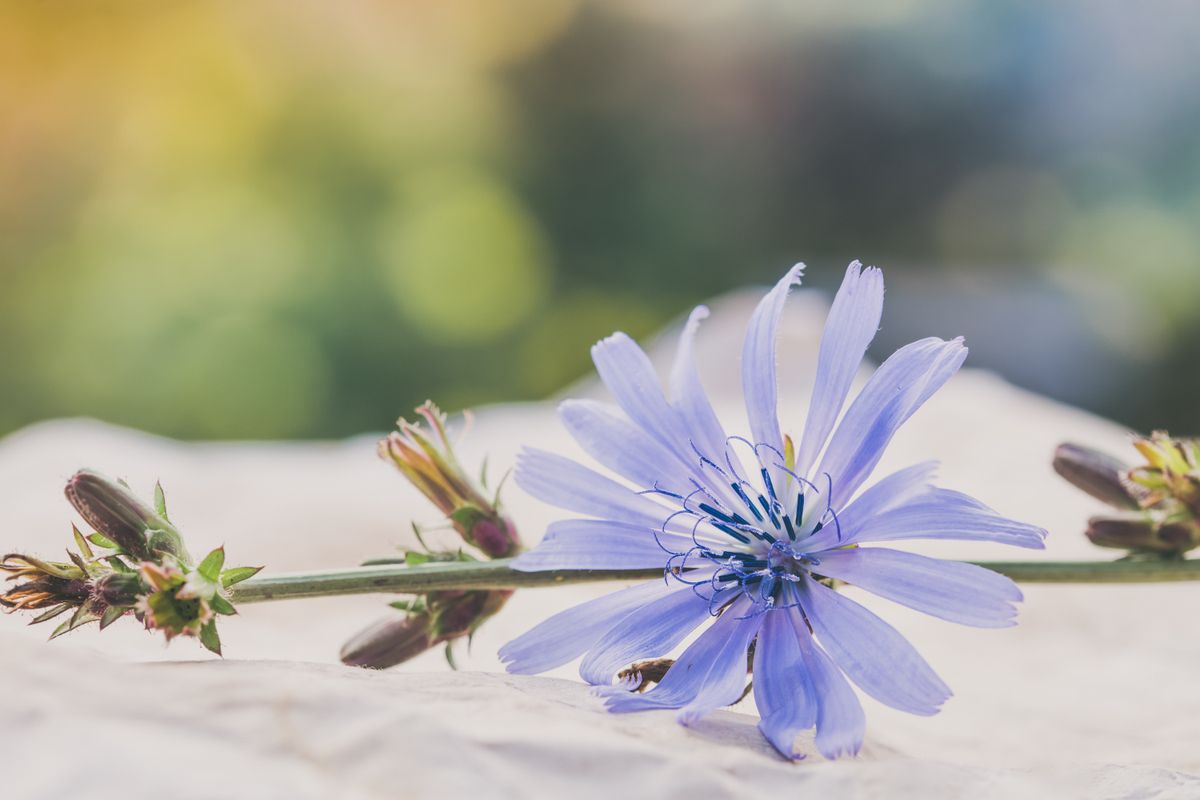 Wegwarte blaue Blüte Nahaufnahme