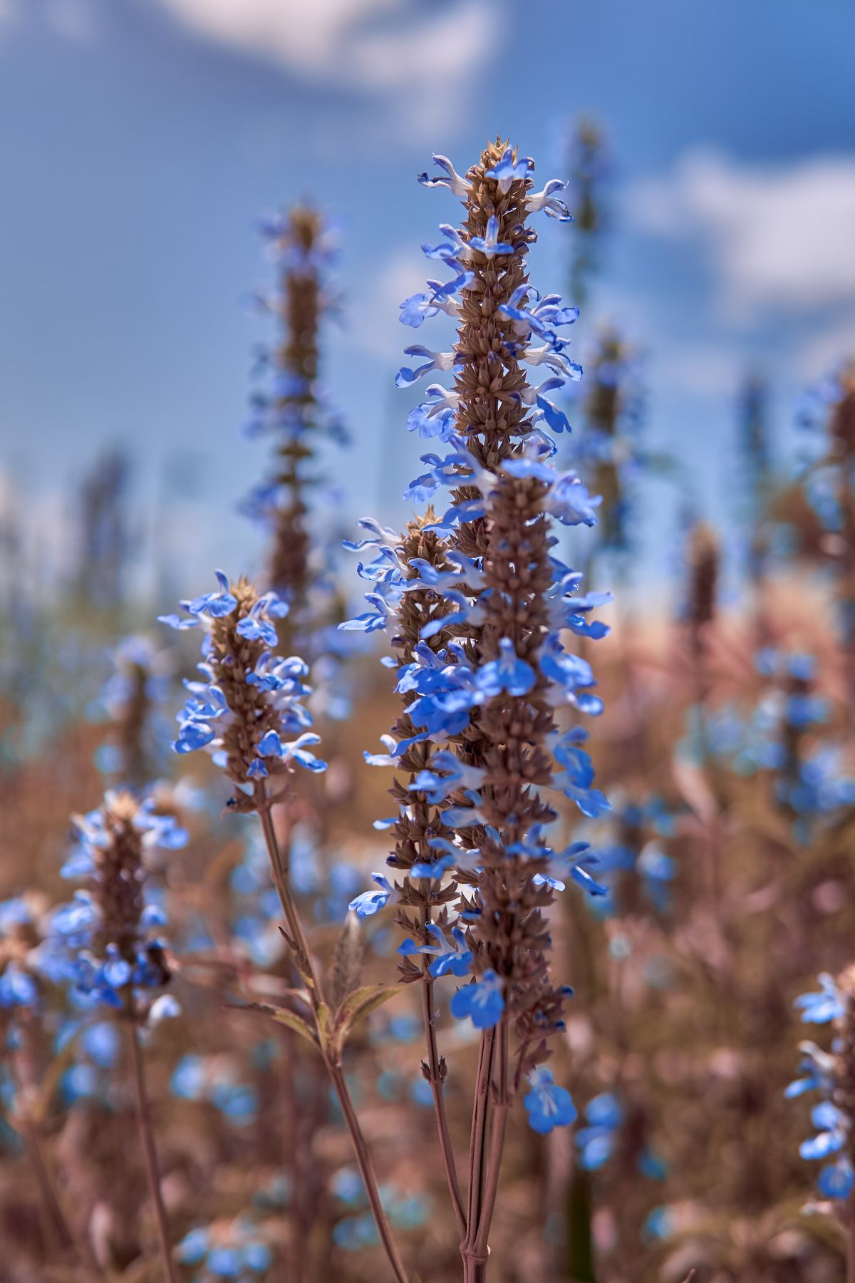 Ysop Blüten lila Nahaufnahme