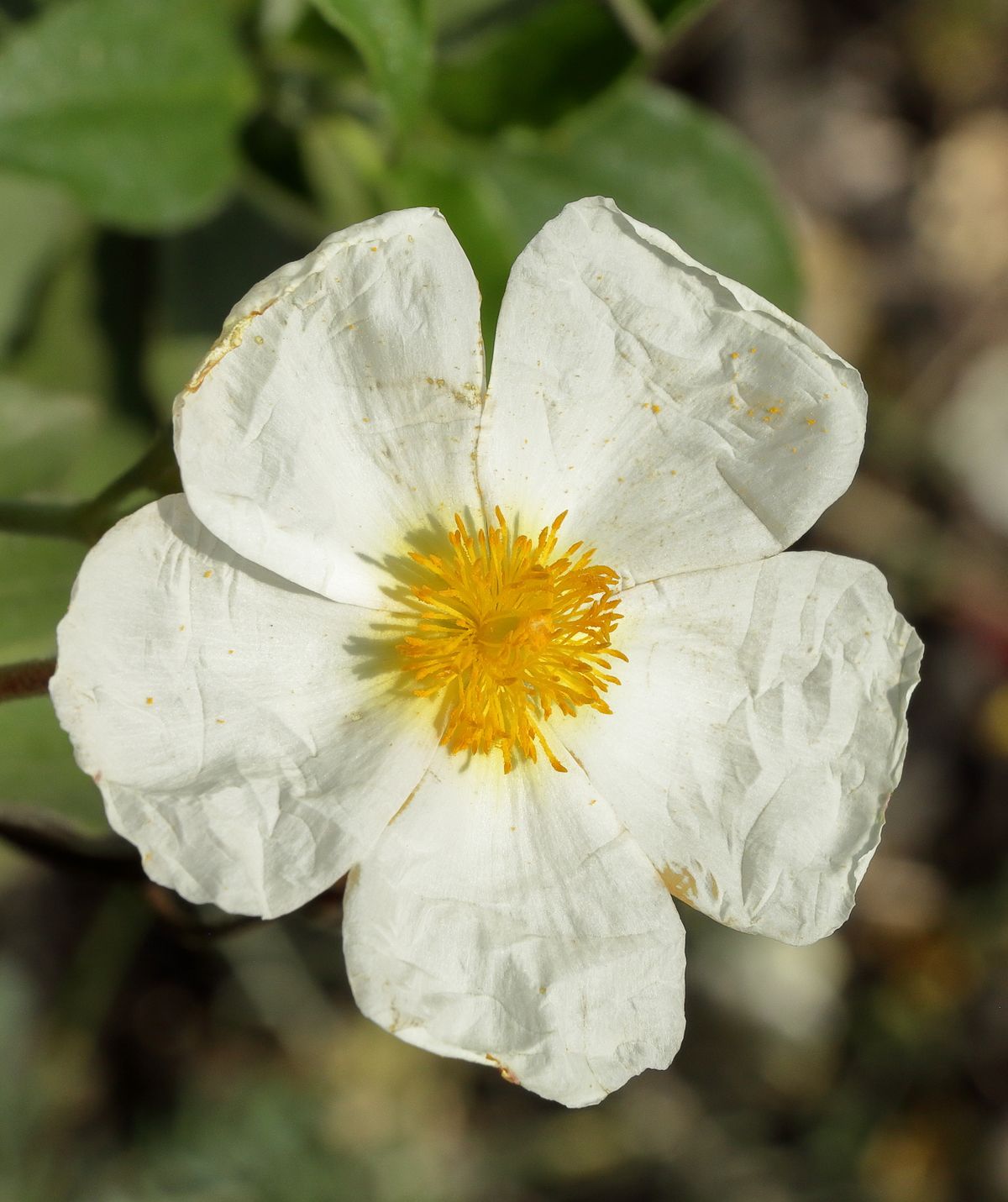 Zistrose weiße Blüte