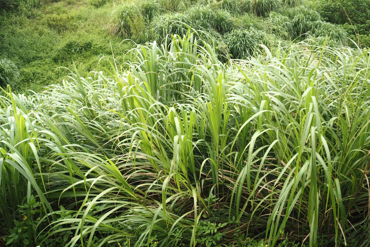 Zitronengras Pflanze im Feld