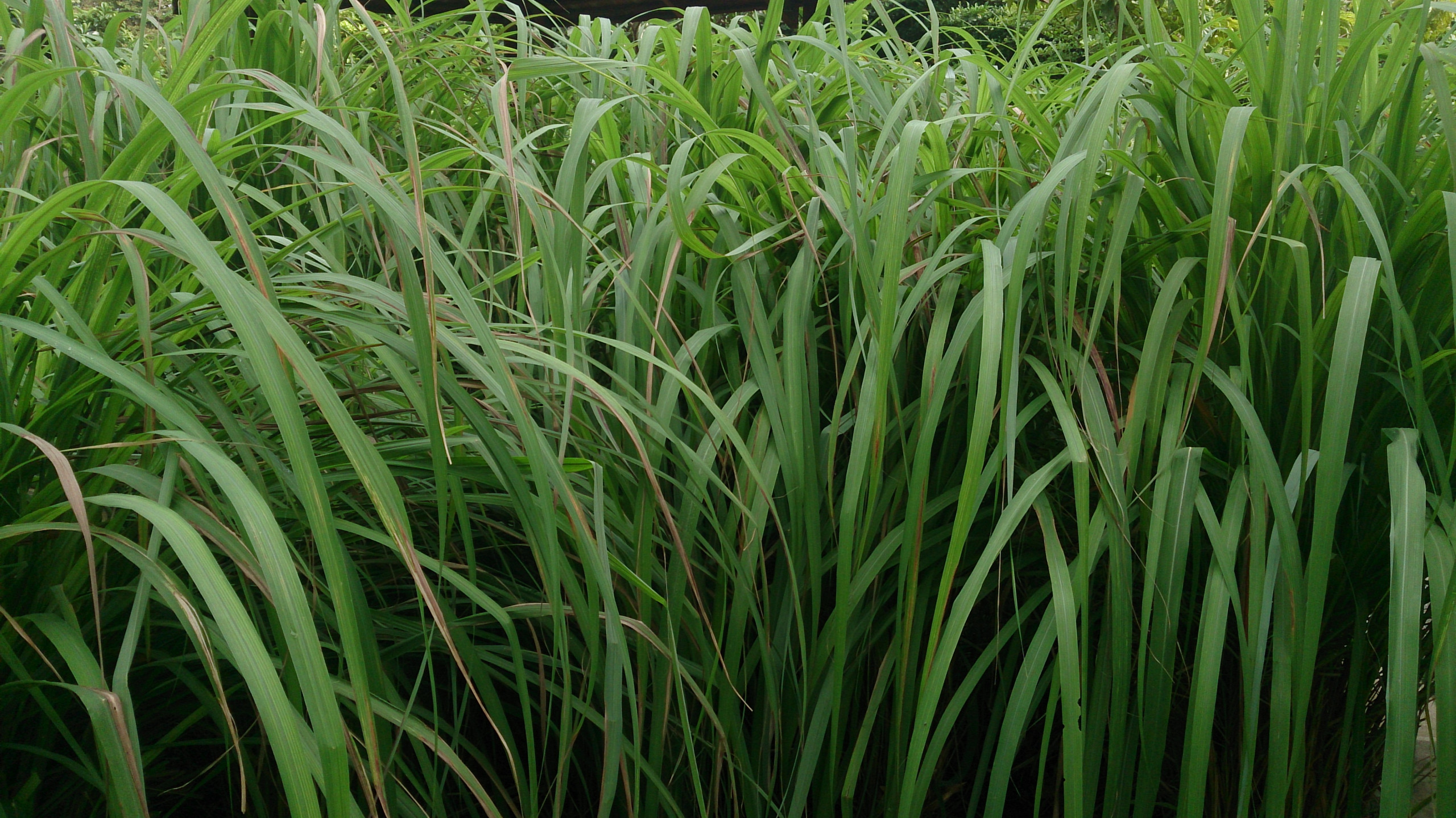 Citronellagras