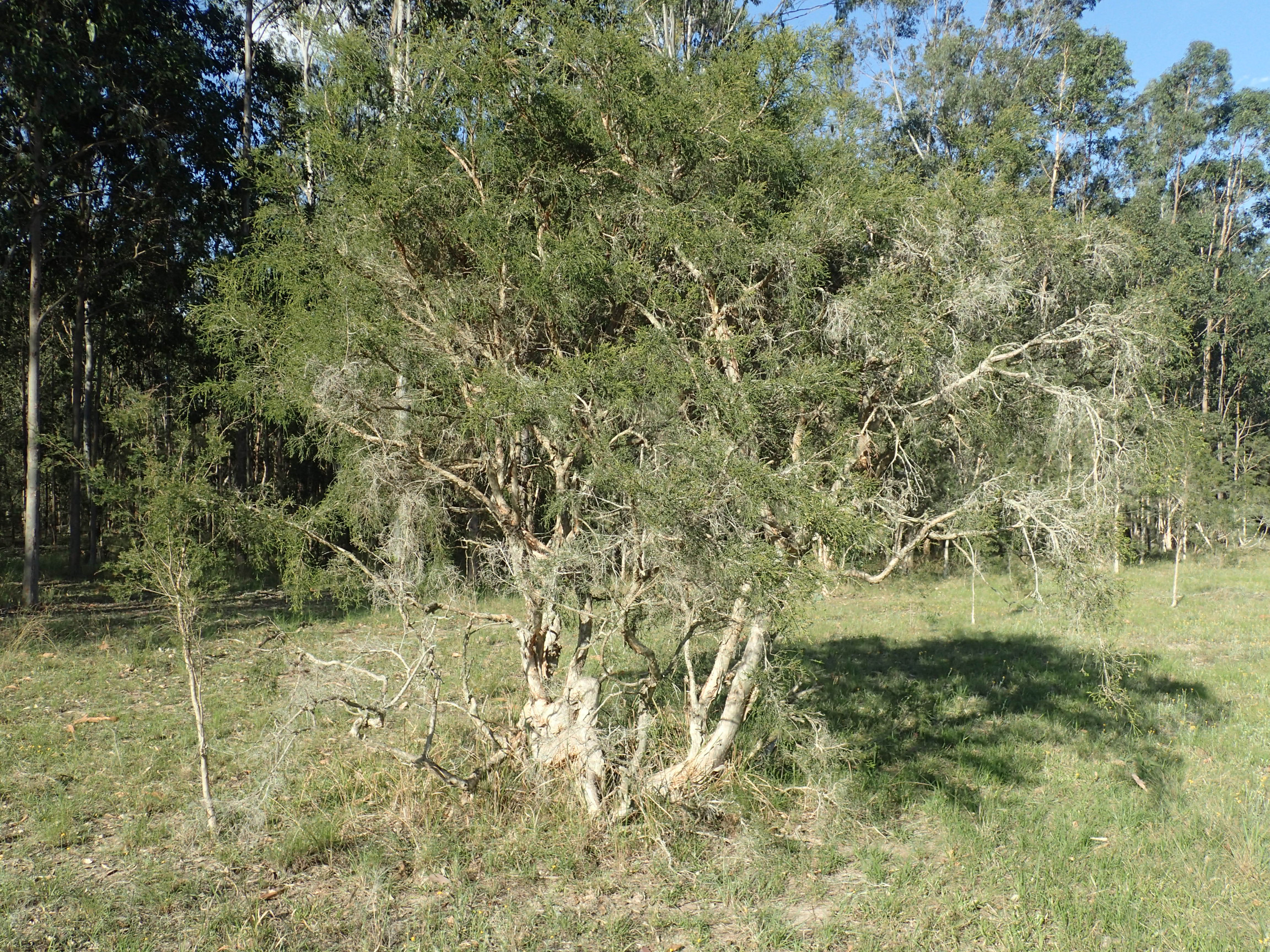 Teebaum Zweige