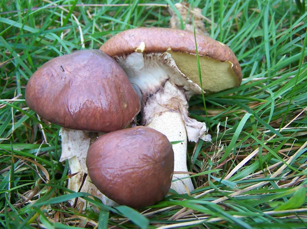 Butterpilz