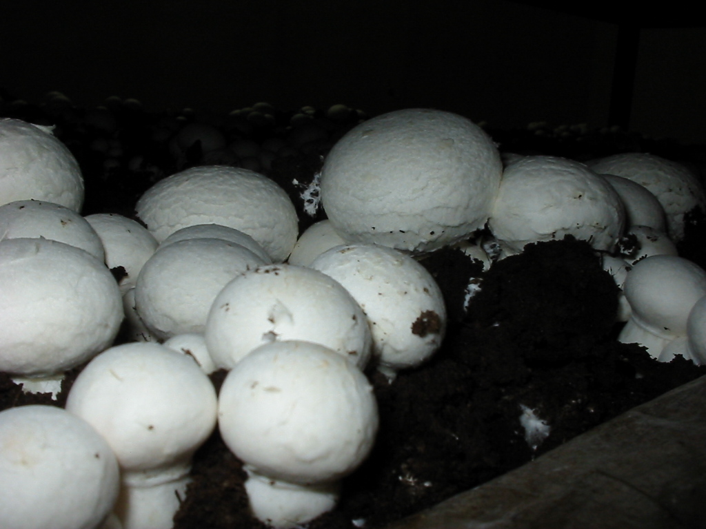 Champignon